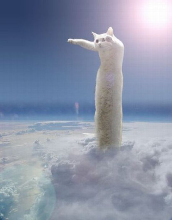 cat7-003.jpg